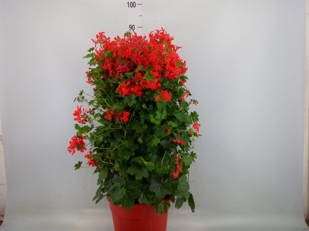 Горшечные цветы и растения оптом Origanum Majorana от 8шт из Голландии с доставкой по России