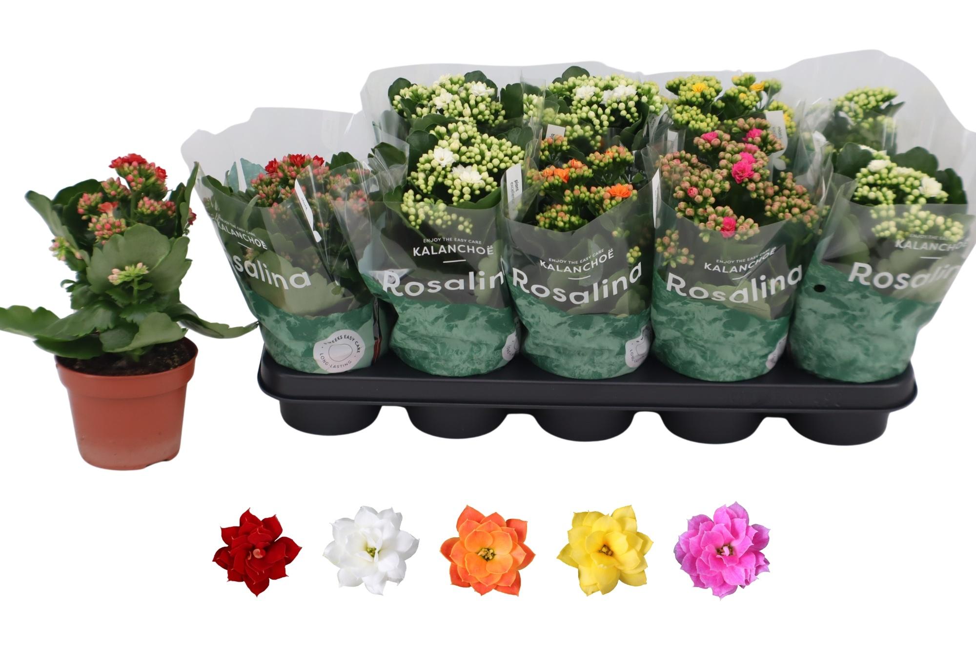 Горшечные цветы и растения оптом Kal Ge Ro Gem 5 Kl от 10шт из Голландии с доставкой по России