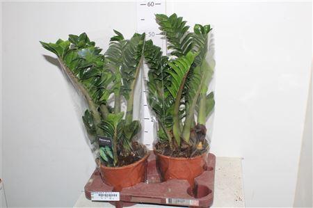 Горшечные цветы и растения оптом Zamioculcas Zenzi 5-6+ от 2шт из Голландии с доставкой по России