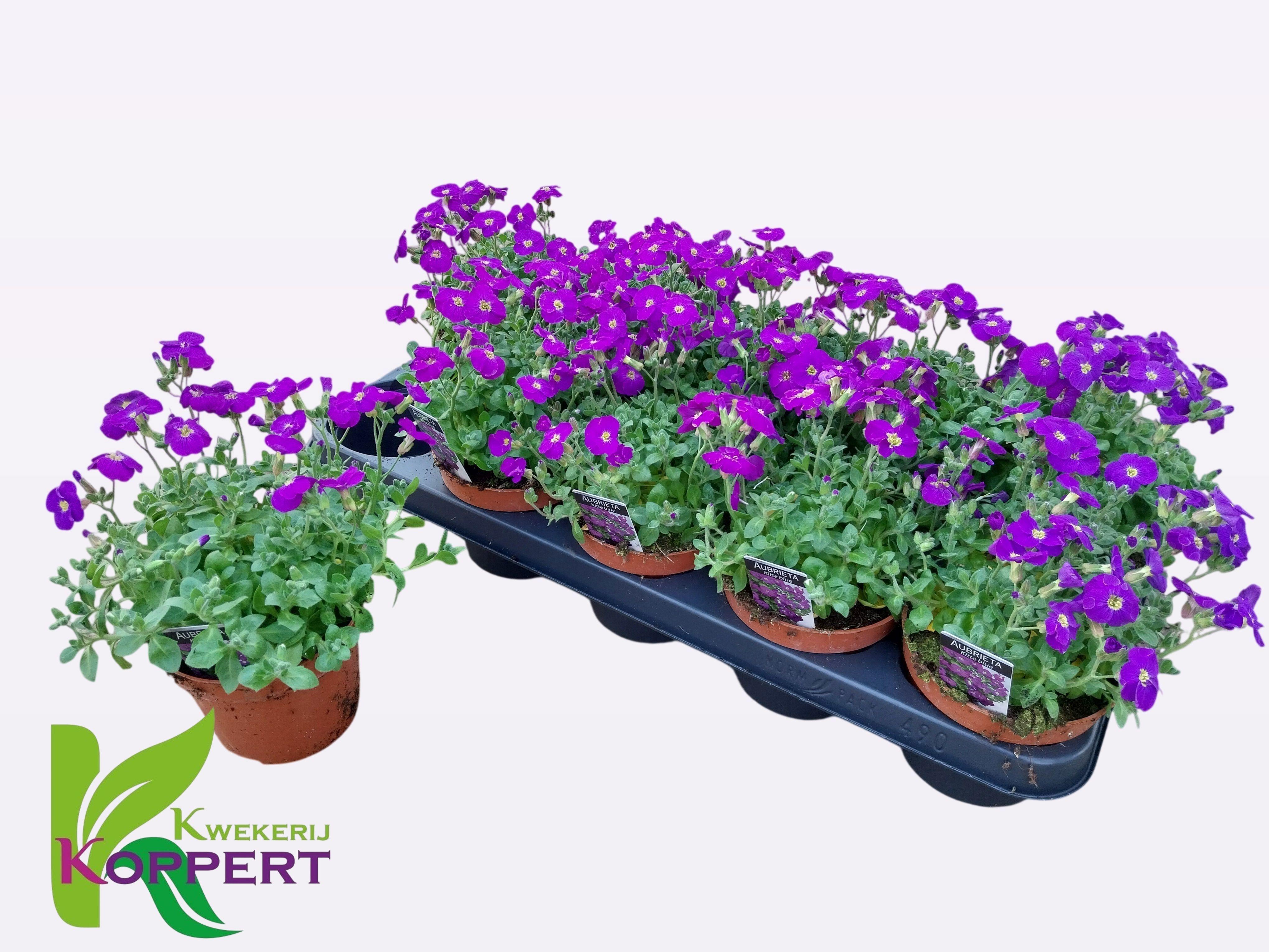Горшечные цветы и растения оптом Aubr Gracilis Kitte от 10шт из Голландии с доставкой по России