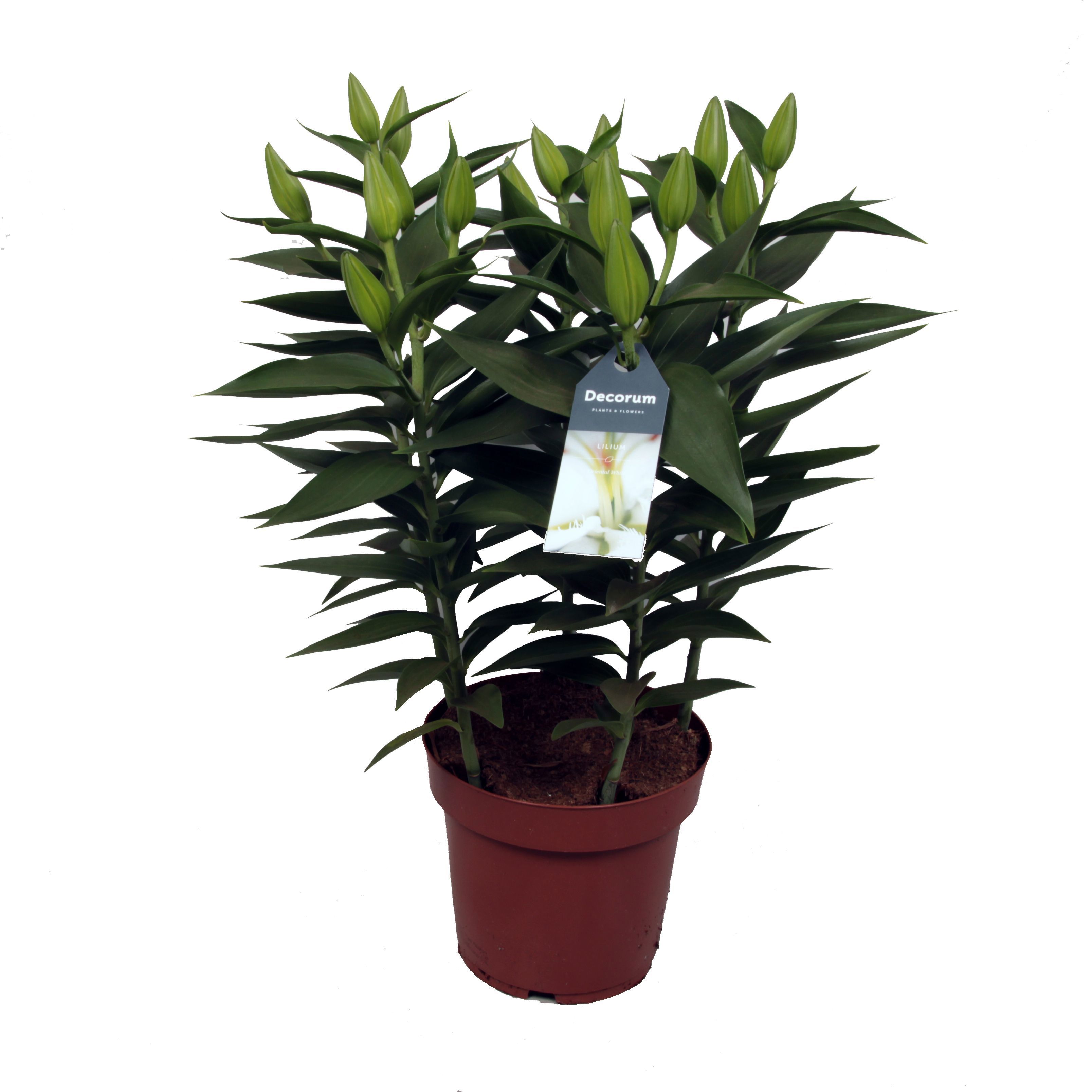 Горшечные цветы и растения оптом Lilium Or Starlight White 5pp от 5шт из Голландии с доставкой по России