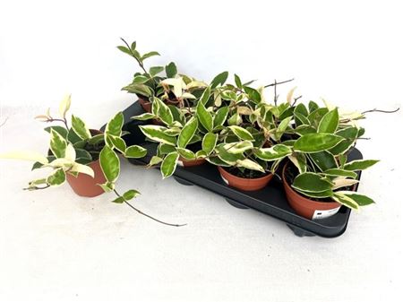 Горшечные цветы и растения оптом Hoya C Krimson Queen от 8шт из Голландии с доставкой по России