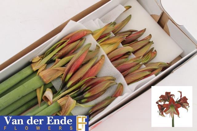 Срезанные цветы оптом Hippeastrum happy valley от 15шт из Голландии с доставкой по России