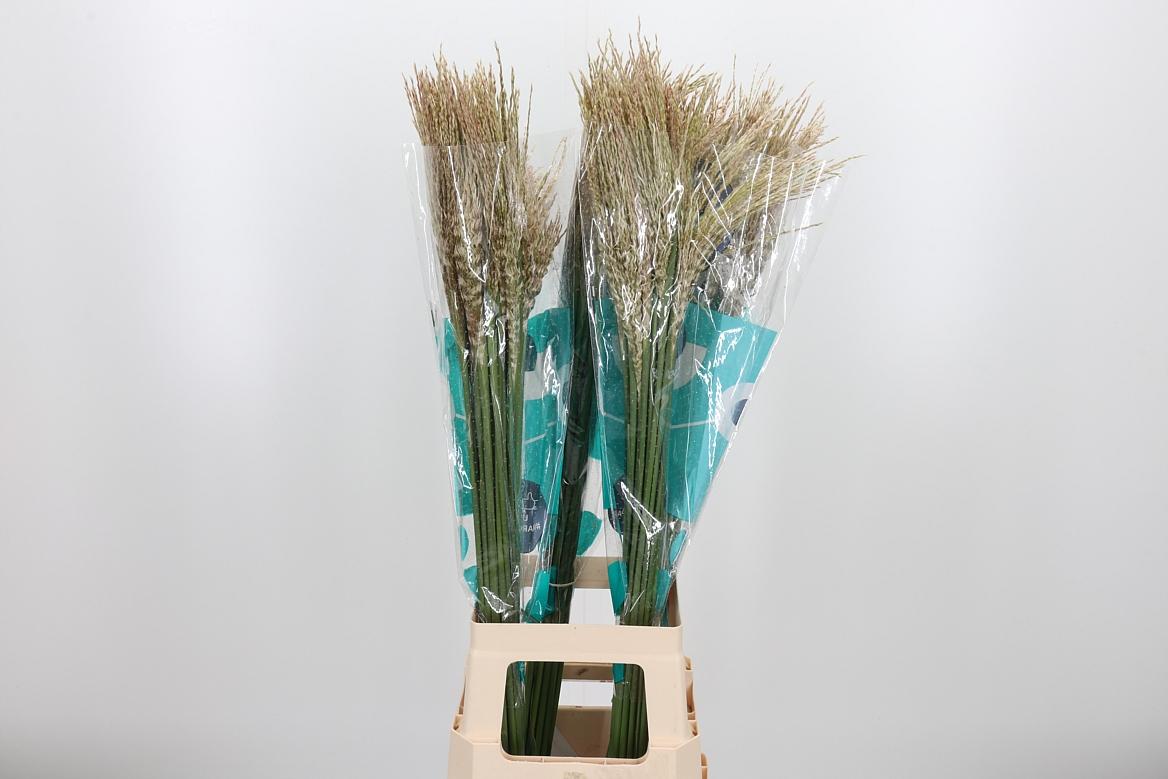 Срезанные цветы оптом Miscanthus white cloud от 100шт из Голландии с доставкой по России