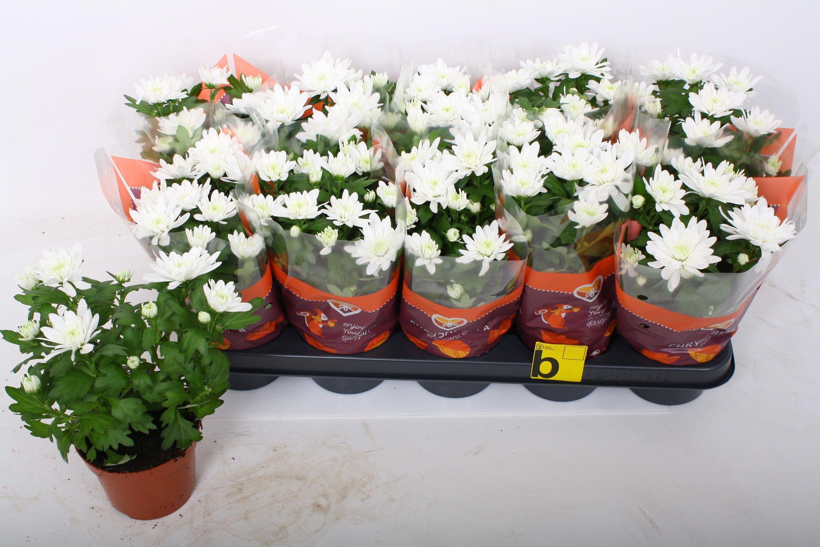 Горшечные цветы и растения оптом Chrys Brave от 10шт из Голландии с доставкой по России Горшечные цветы и растения оптом Chrys Brave от 10шт из Голландии с доставкой по России