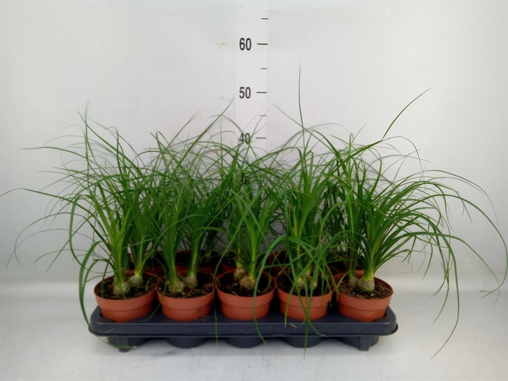 Горшечные цветы и растения оптом Beaucarnea Recurvata от 10шт из Голландии с доставкой по России