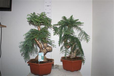 Горшечные цветы и растения оптом Bonsai Araucaria Cunninghamii In Hexagon Pot от 1шт из Голландии с доставкой по России