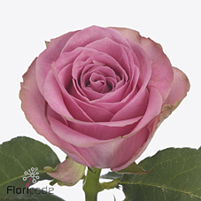 Срезанные цветы оптом Rosa large renaissance от 60шт из Голландии с доставкой по России