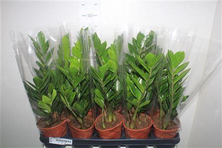 Горшечные цветы и растения оптом Zamio Zamiifolia 3-4 от 10шт из Голландии с доставкой по России Горшечные цветы и растения оптом Zamio Zamiifolia 3-4 от 10шт из Голландии с доставкой по России