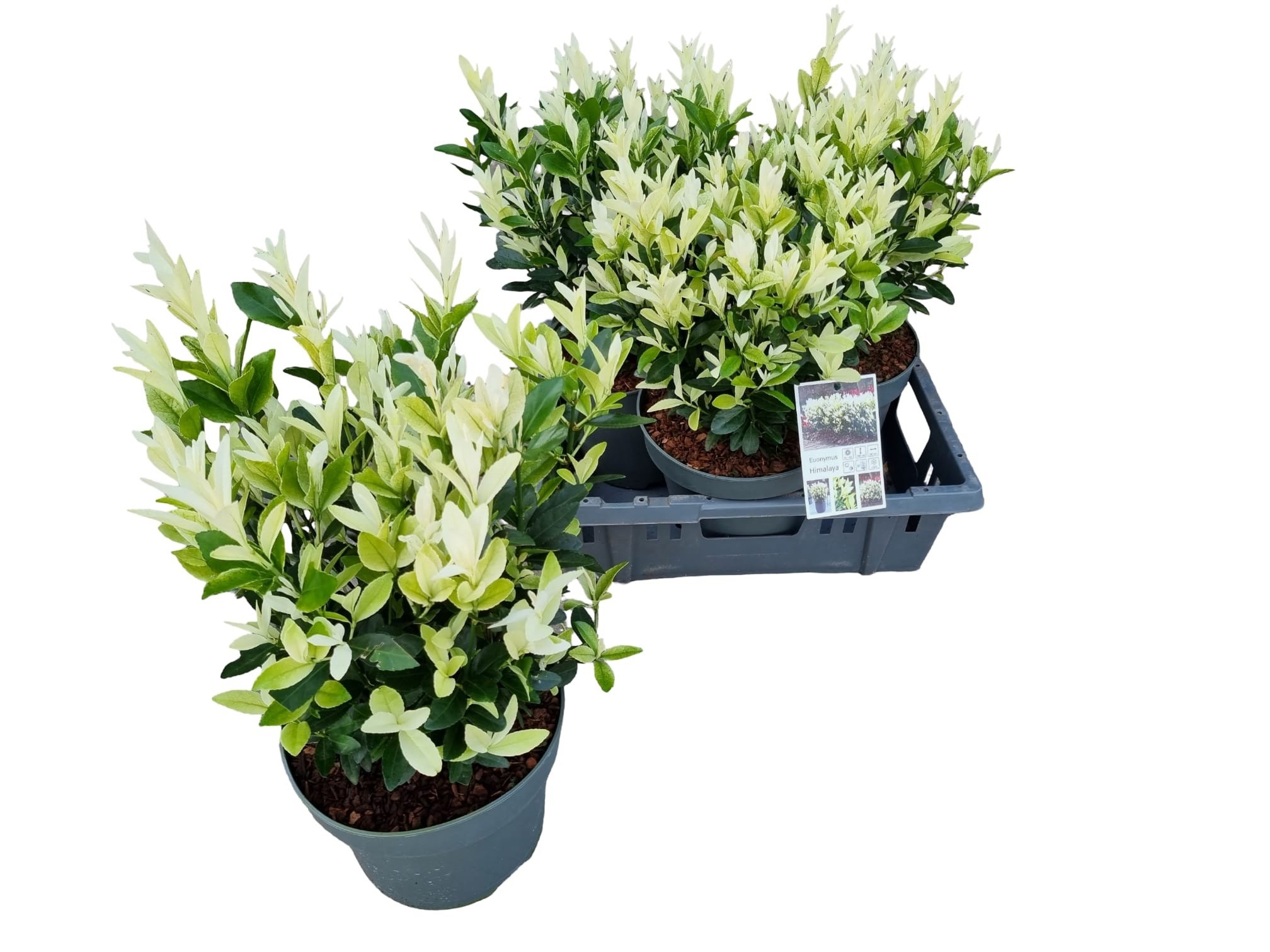 Горшечные цветы и растения оптом Euonymus Ja Himalaya от 3шт из Голландии с доставкой по России