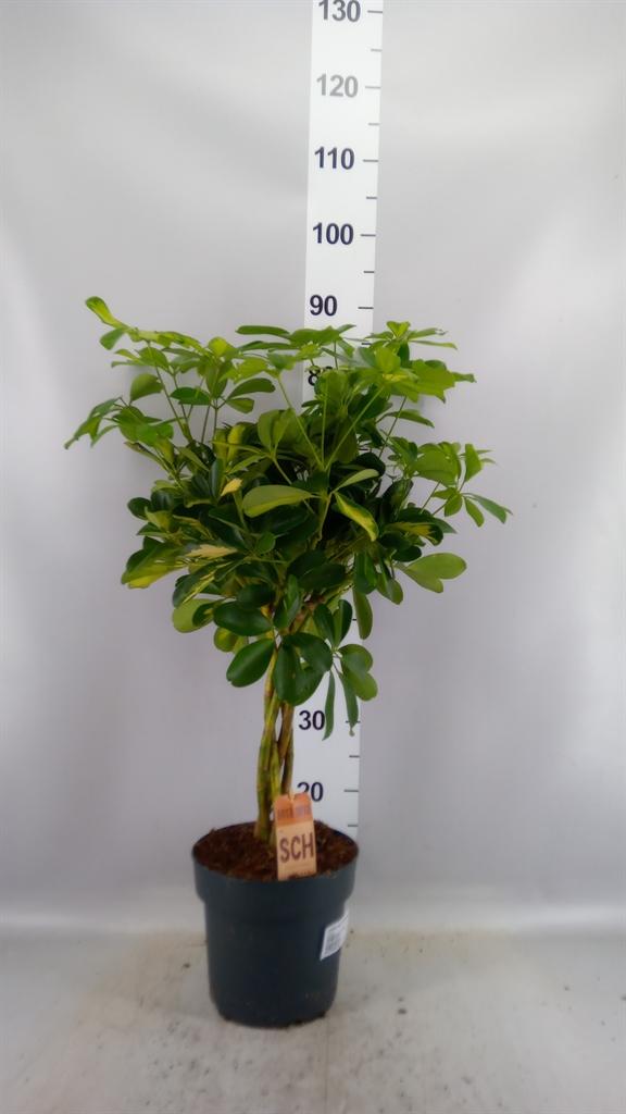 Горшечные цветы и растения оптом Schefflera Gold Capella Twisted Stem (decorum) от 1шт из Голландии с доставкой по России