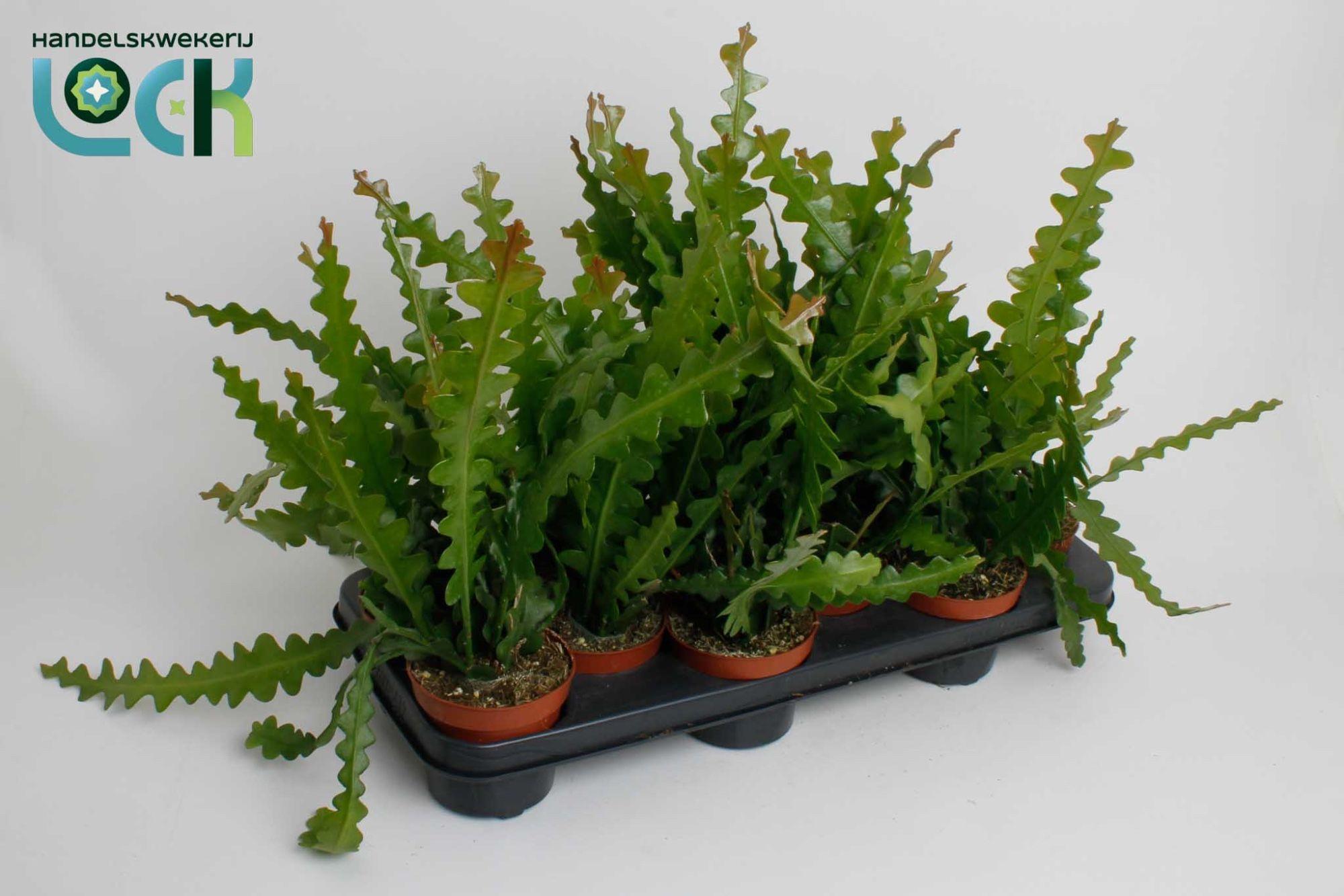 Горшечные цветы и растения оптом Epiphyllum Anguliger от 12шт из Голландии с доставкой по России