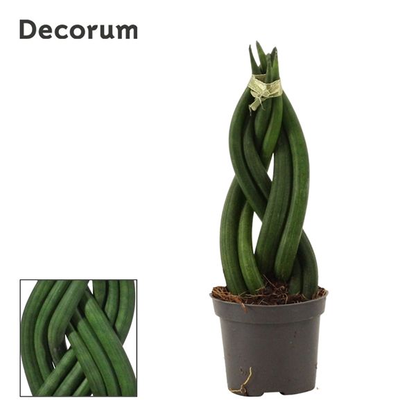 Горшечные цветы и растения оптом Sansevieria Cylindrica Braid (decorum) от 14шт из Голландии с доставкой по России