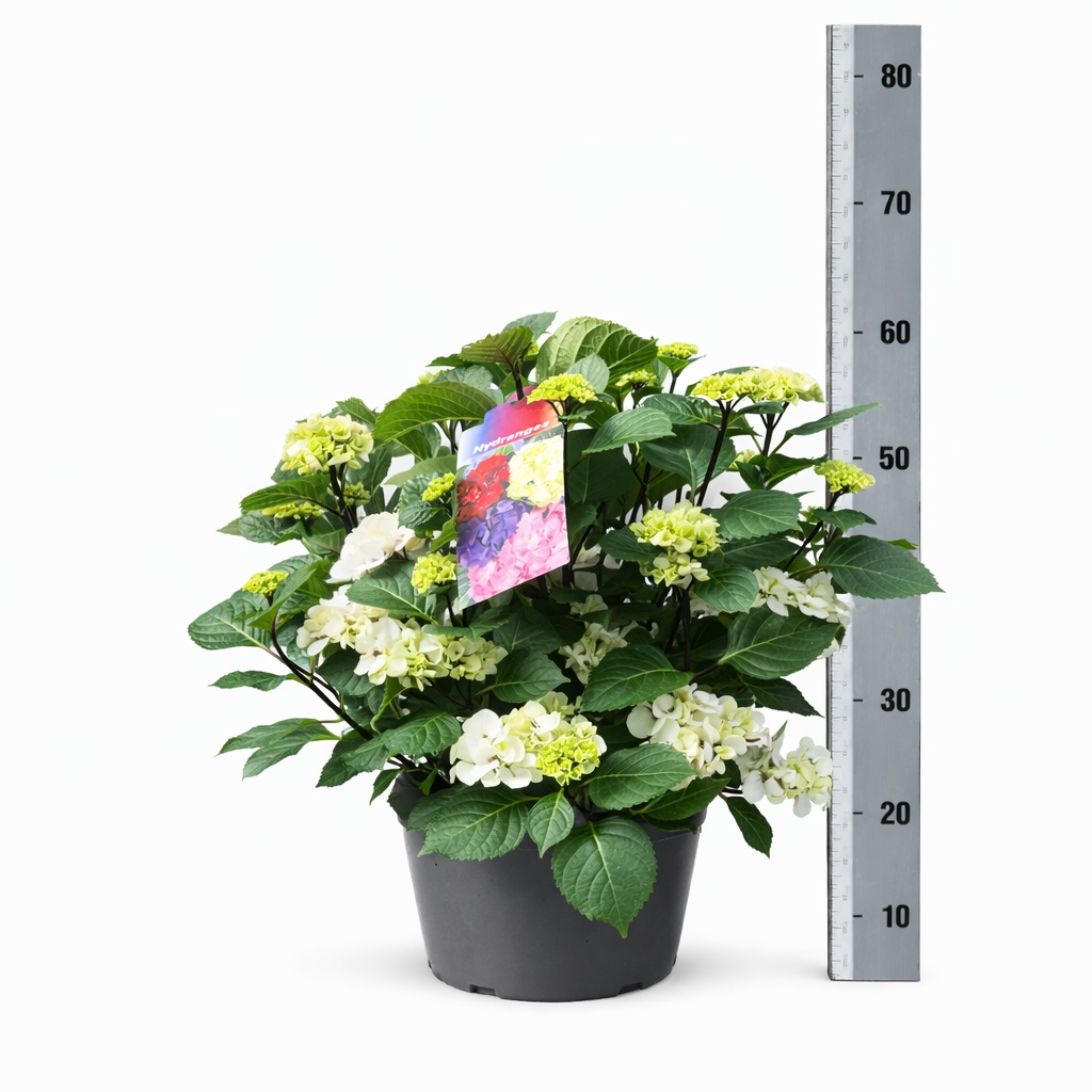 Горшечные цветы и растения оптом Hydr M Crystal Palac от 1шт из Голландии с доставкой по России