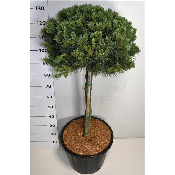 Горшечные цветы и растения оптом Pinus Sylvestris Watereri от 1шт из Голландии с доставкой по России