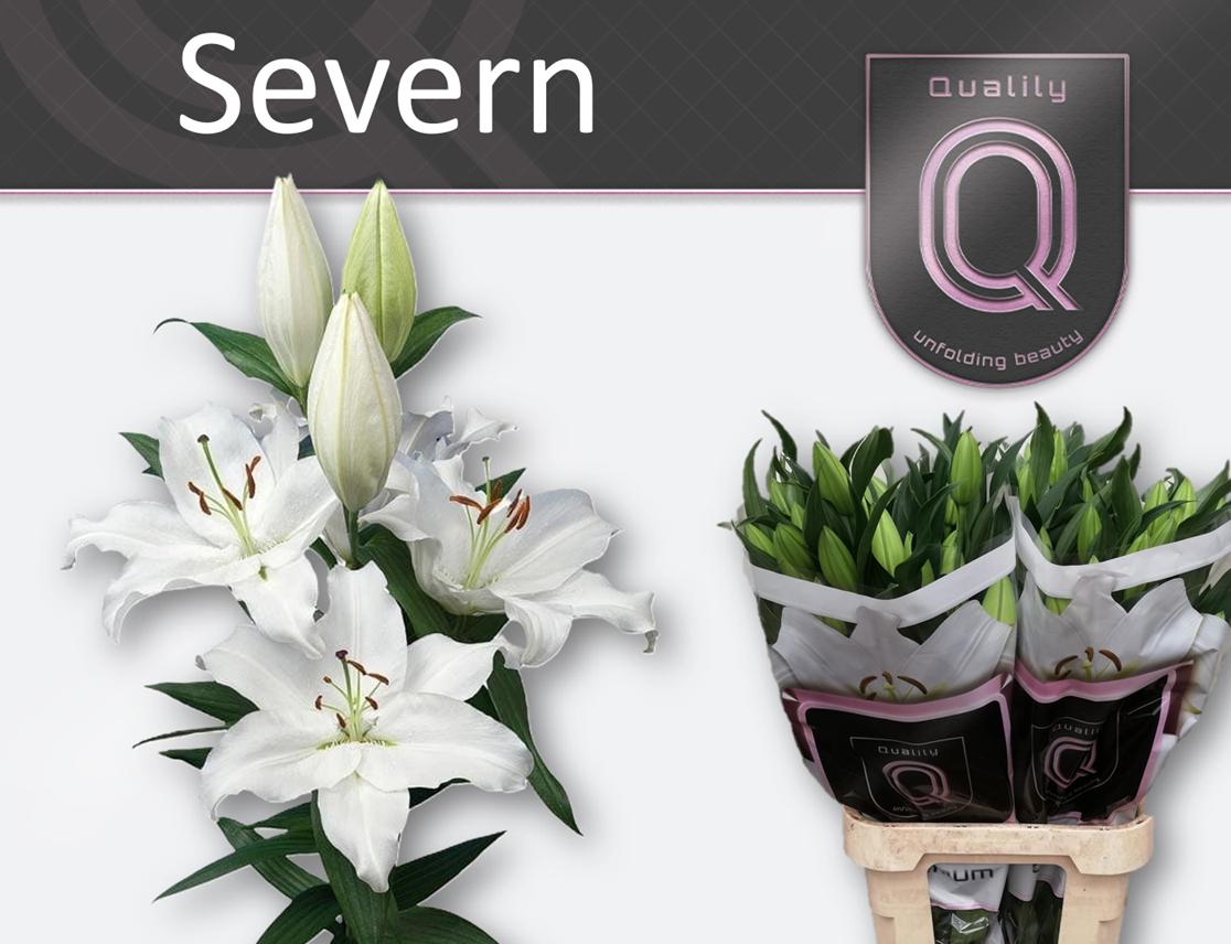 Срезанные цветы оптом Lilium or severn от 40шт из Голландии с доставкой по России