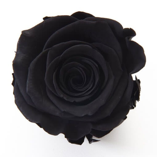 Срезанные цветы оптом Rosa ec paint black от 100шт из Голландии с доставкой по России