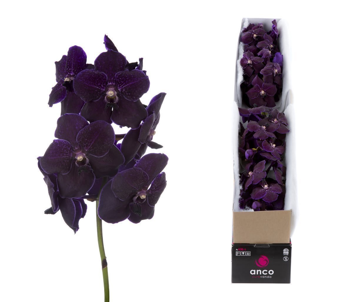 Срезанные цветы оптом Vanda nitaya velvet blackberry per stem от 4шт из Голландии с доставкой по России