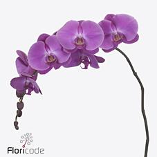 Срезанные цветы оптом Phalaenopsis victorian princess (per stem) от 8шт... из Голландии с доставкой по России