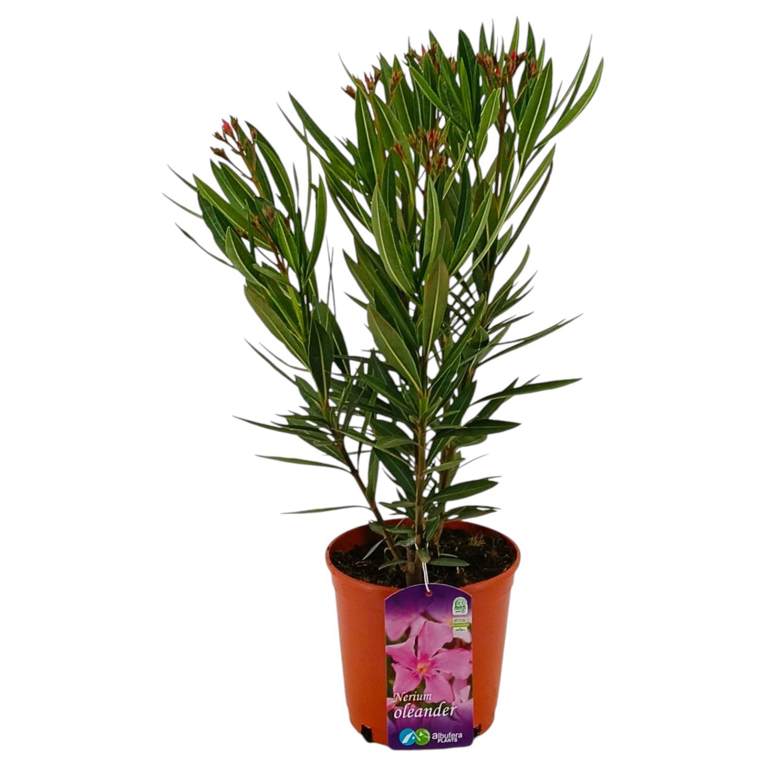 Горшечные цветы и растения оптом Nerium Oleander Pink Bush от 1шт из Голландии с доставкой по России