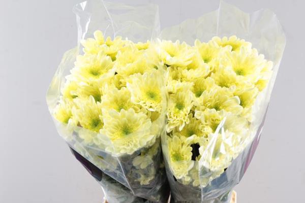 Срезанные цветы оптом Chrys sp radost cream от 80шт из Голландии с доставкой по России