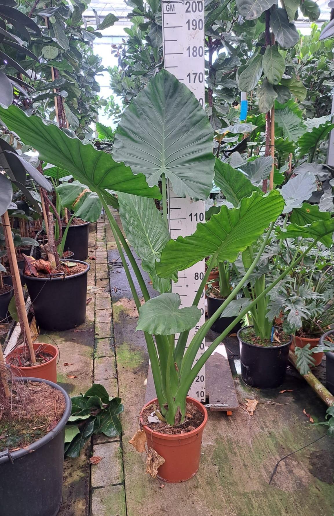 Горшечные цветы и растения оптом Alocasia Macrorrhiza от 1шт (для телеги) из Голландии с доставкой по России