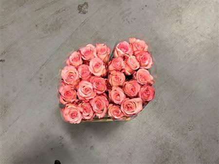 Срезанные цветы оптом Rosa ec paulina от 20шт из Голландии с доставкой по России