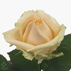 Срезанные цветы оптом Rosa large peach avalanche+ от 50шт. из Голландии с доставкой по России