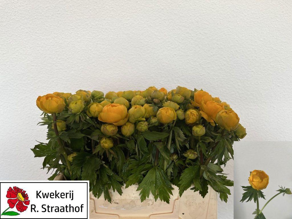 Срезанные цветы оптом Trollius orange globe от 50шт из Голландии с доставкой по России