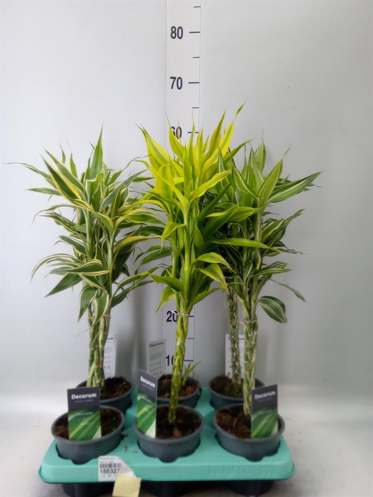 Горшечные цветы и растения оптом Dracaena Sand.   ...mix 3 от 6шт из Голландии с доставкой по России