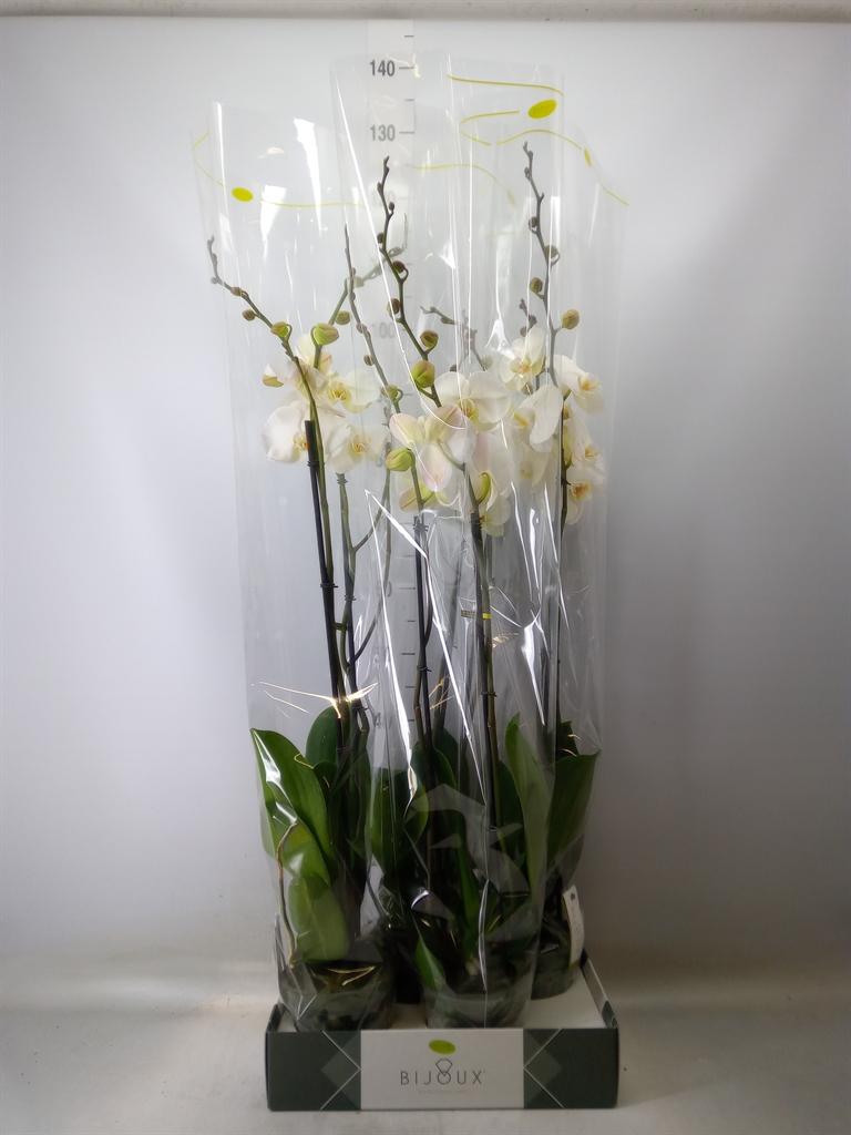 Горшечные цветы и растения оптом Phalaenopsis   ...white от 4шт из Голландии с доставкой по России