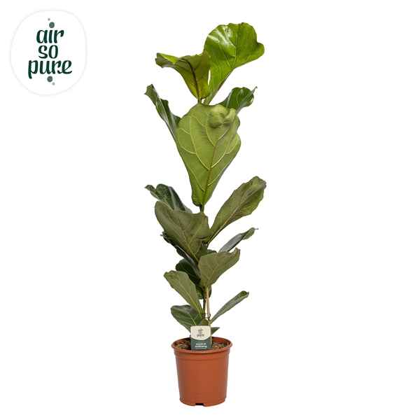 Горшечные цветы и растения оптом Ficus Lyrata (air So Pure) от 1шт из Голландии с доставкой по России