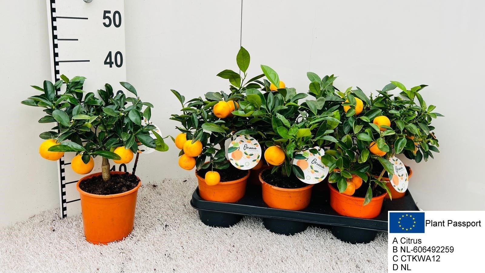 Горшечные цветы и растения оптом Citr Microcarpa от 6шт (для телеги) из Голландии с доставкой по России