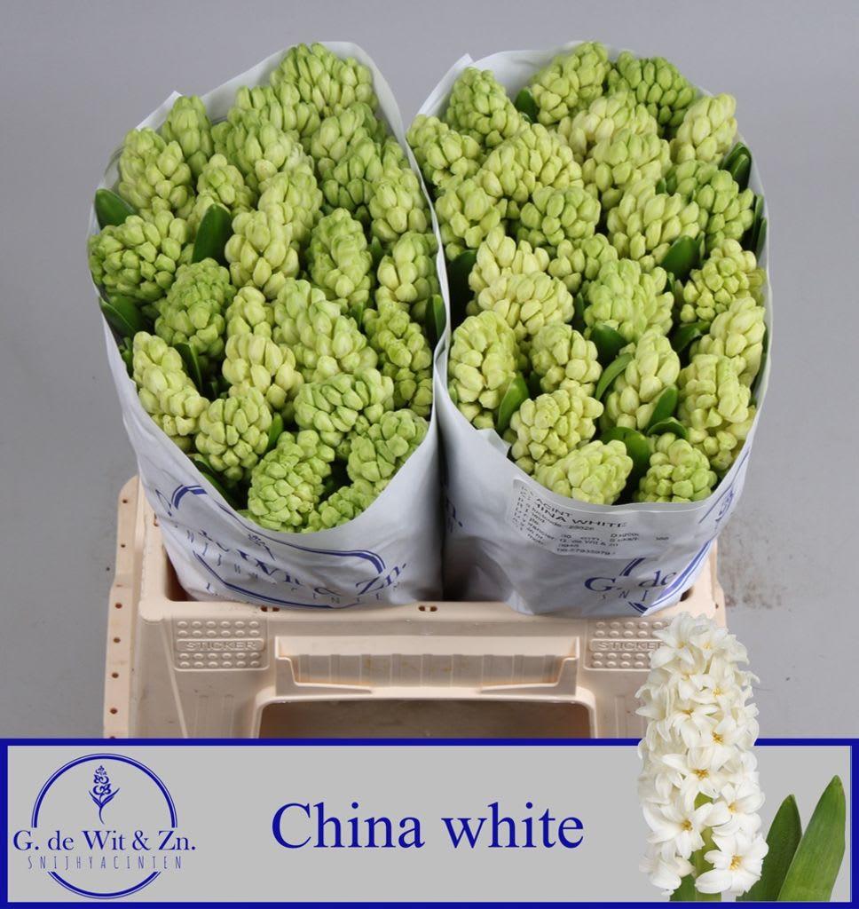 Срезанные цветы оптом Hyacinthus china white от 50шт из Голландии с доставкой по России