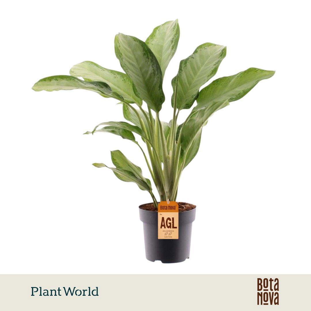 Горшечные цветы и растения оптом Aglaonema Cleopatra от 3шт из Голландии с доставкой по России
