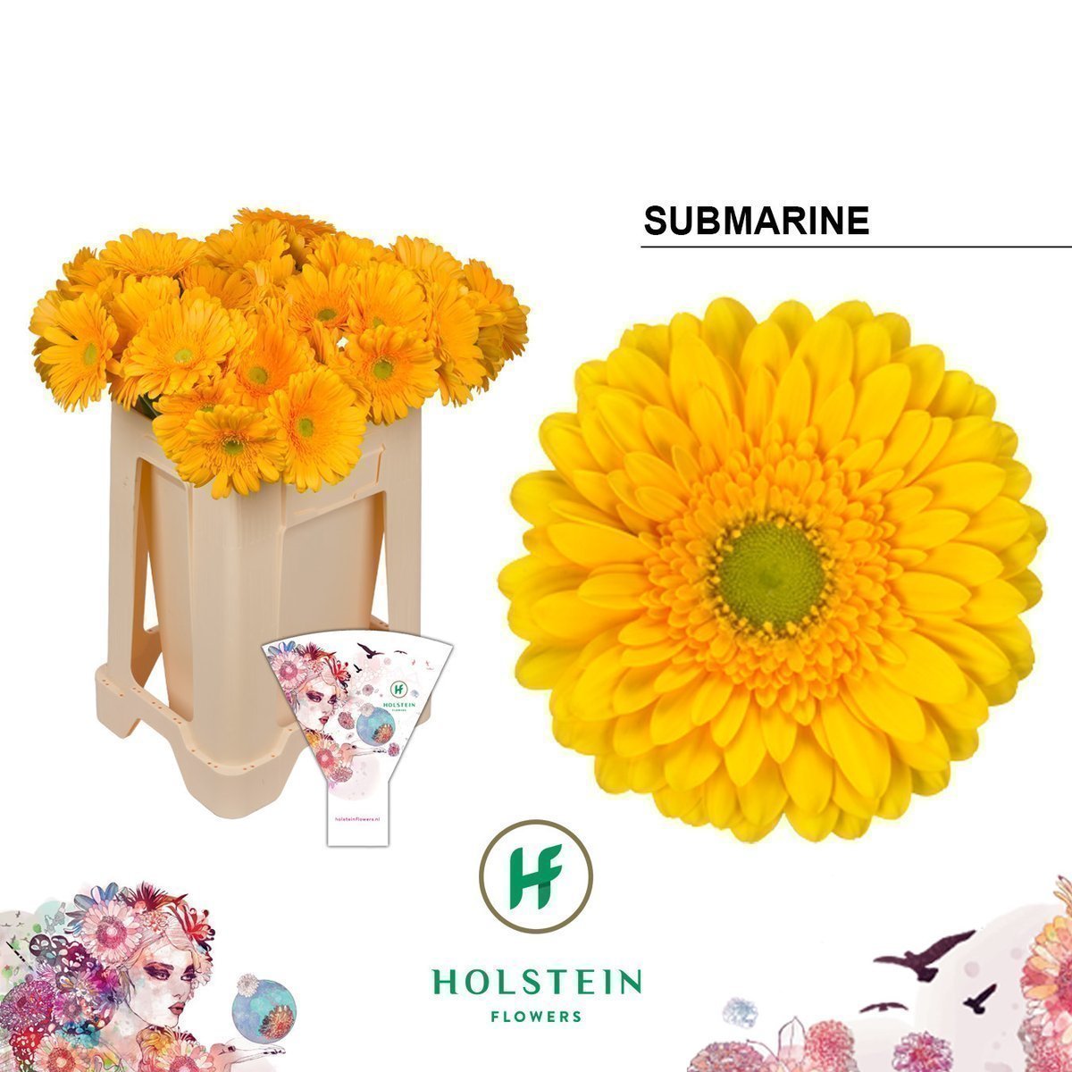 Срезанные цветы оптом Gerbera submarine от 40шт. из Голландии с доставкой по России