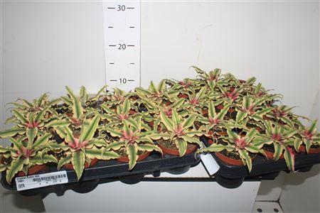 Горшечные цветы и растения оптом Cryptan Rubin Star от 12шт (для телеги) из Голландии с доставкой по России Горшечные цветы и растения оптом Cryptan Rubin Star от 12шт (для телеги) из Голландии с доставкой по России