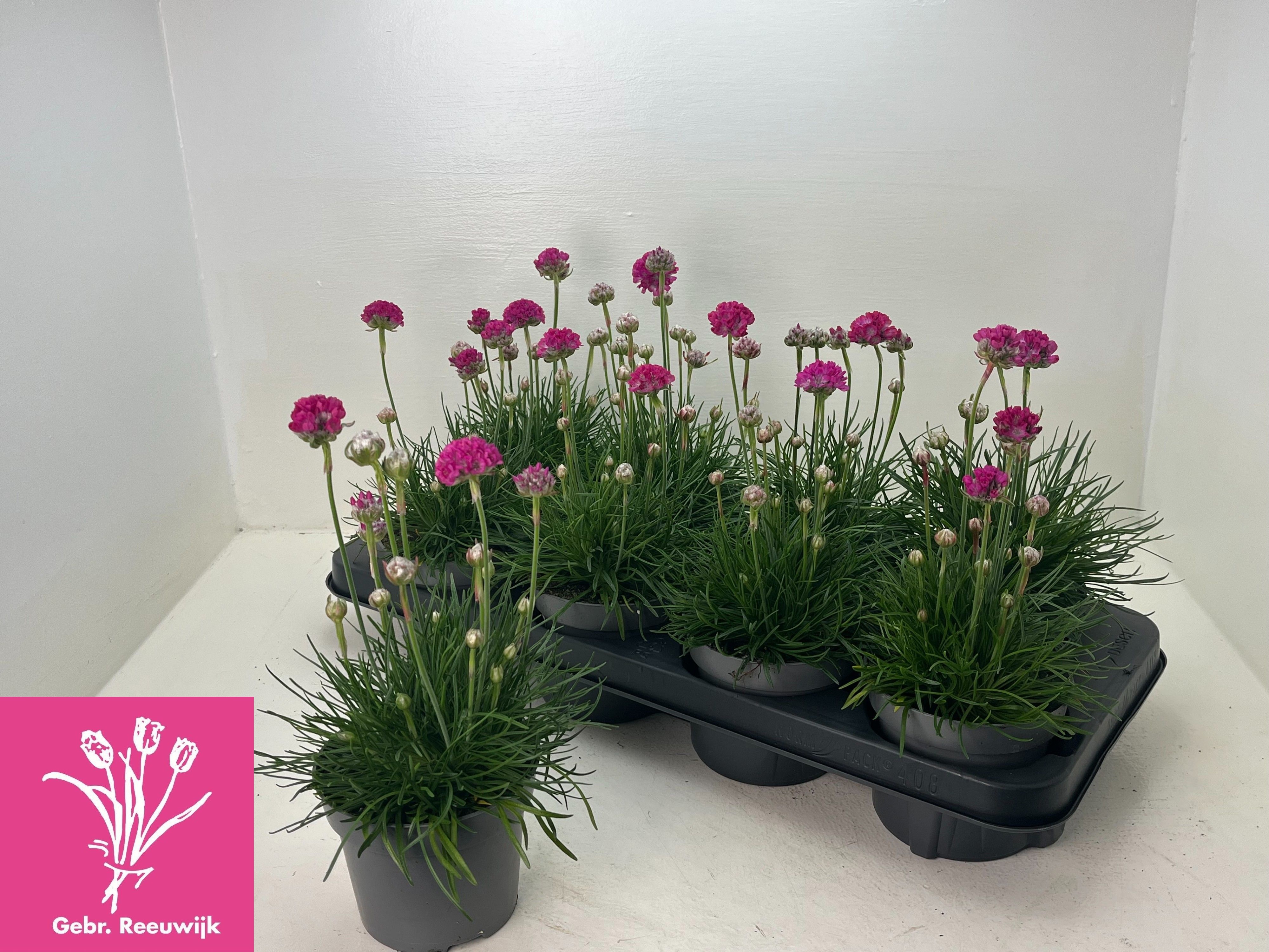 Горшечные цветы и растения оптом Arme Mar Armada Rose от 8шт из Голландии с доставкой по России