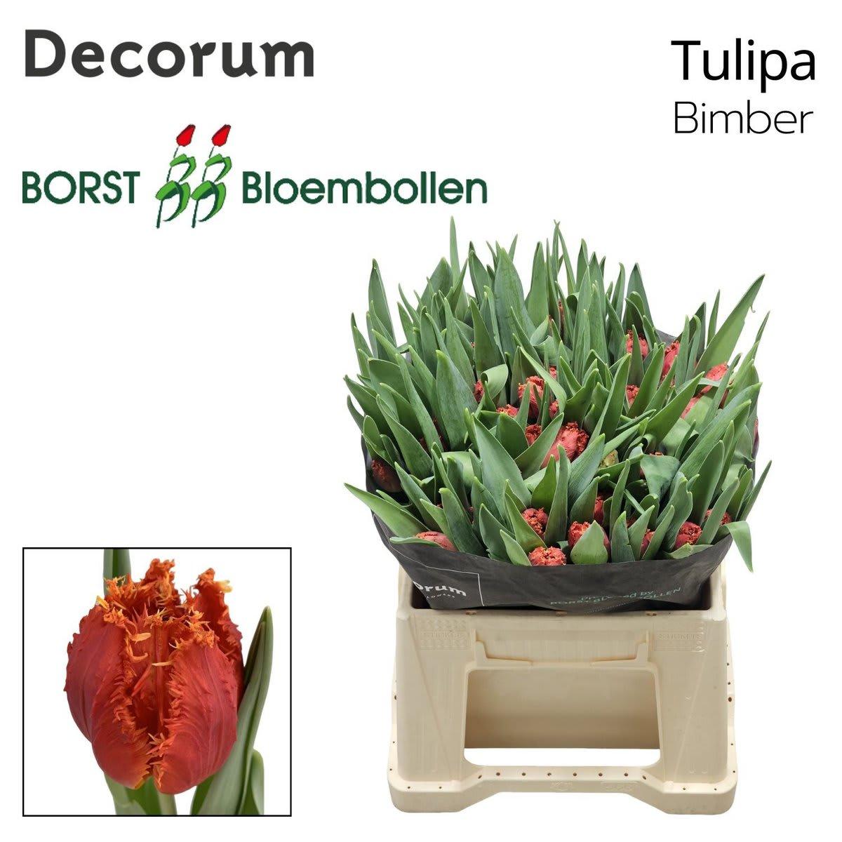 Срезанные цветы оптом Tulipa fr bimber от 150шт из Голландии с доставкой по России