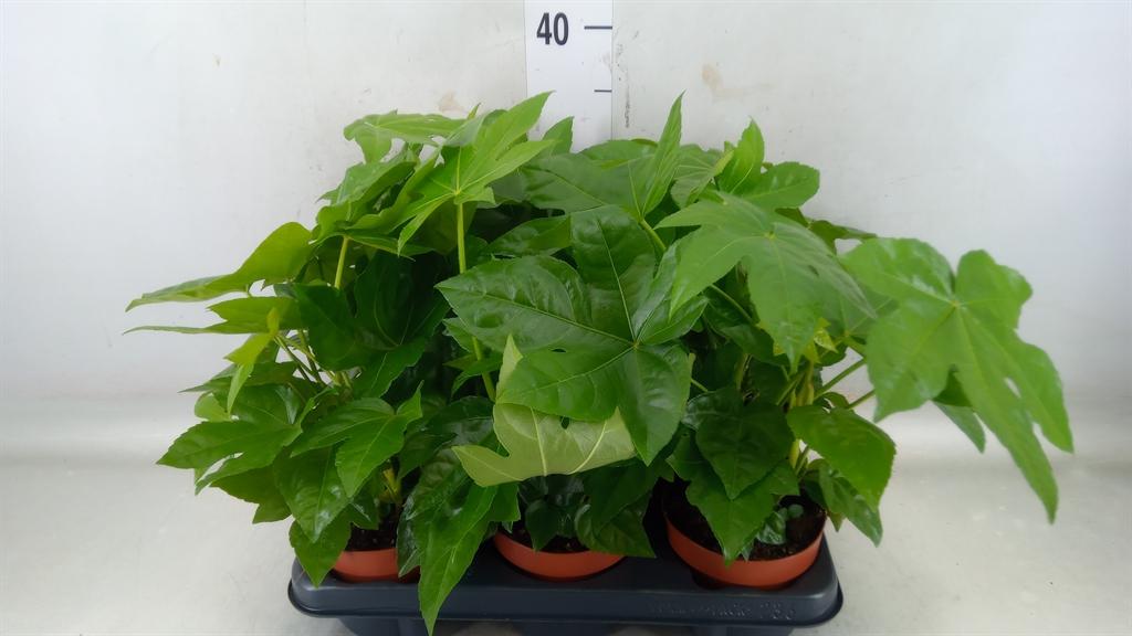 Горшечные цветы и растения оптом Fatsia Japonica от 6шт из Голландии с доставкой по России