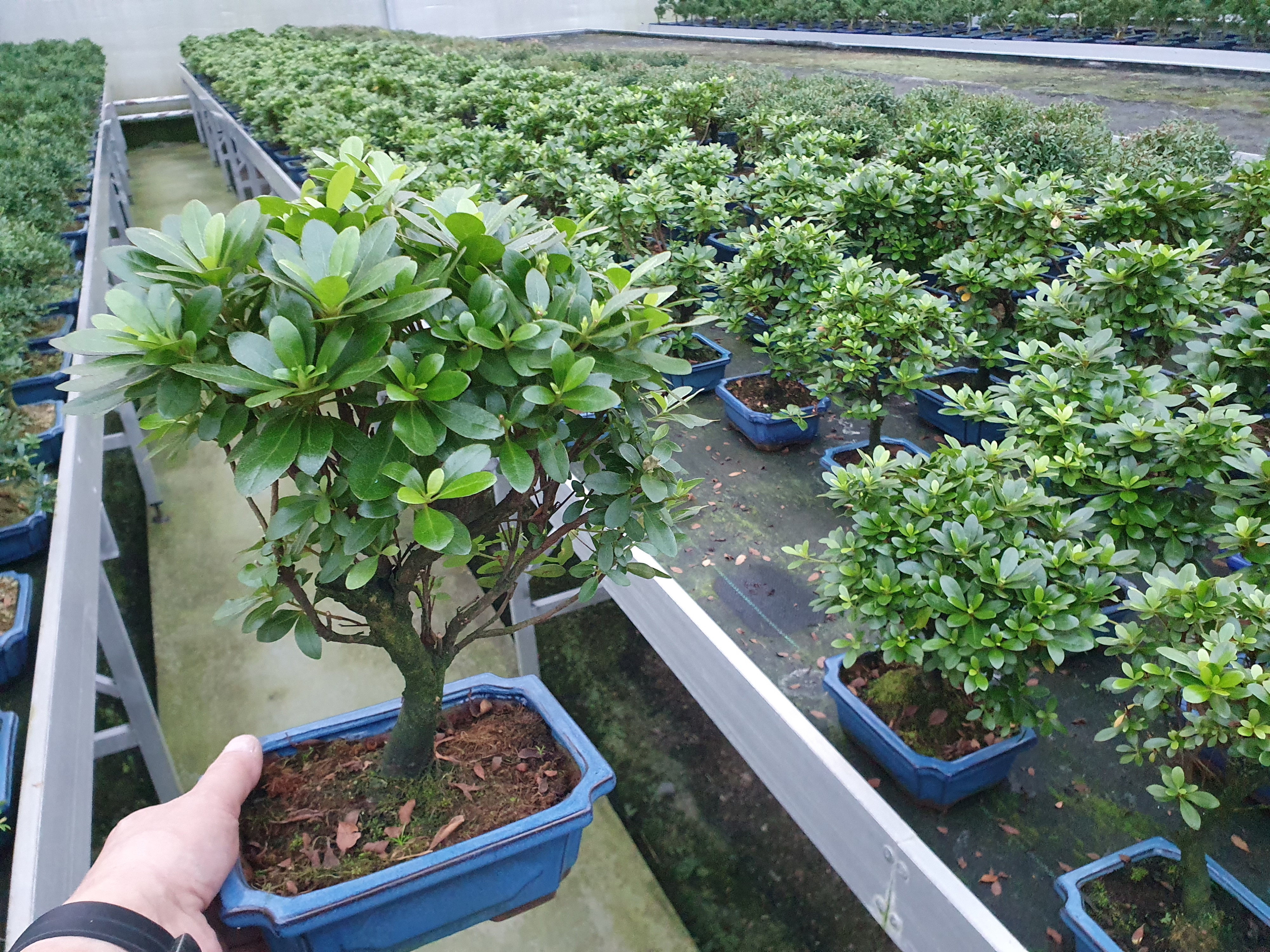 Горшечные цветы и растения оптом Rhododendron Indicum, 20 Broom, With Drip Tray от 5шт из Голландии с доставкой по России