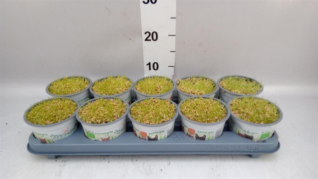 Горшечные цветы и растения оптом Hordeum Sp. ...kattegras Zaai A от 10шт из Голландии с доставкой по России