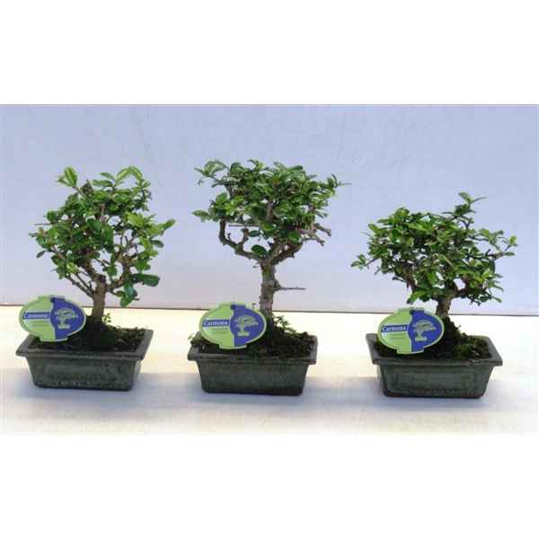 Горшечные цветы и растения оптом Bonsai Carmona Macrophylla, 15cm., Broom, Without от 10шт из Голландии с доставкой по России