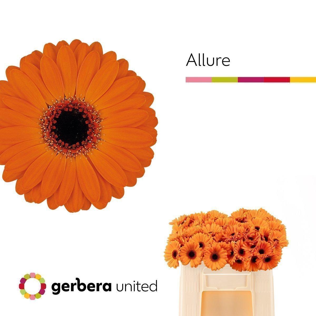 Срезанные цветы оптом Germini allure от 80шт. из Голландии с доставкой по России