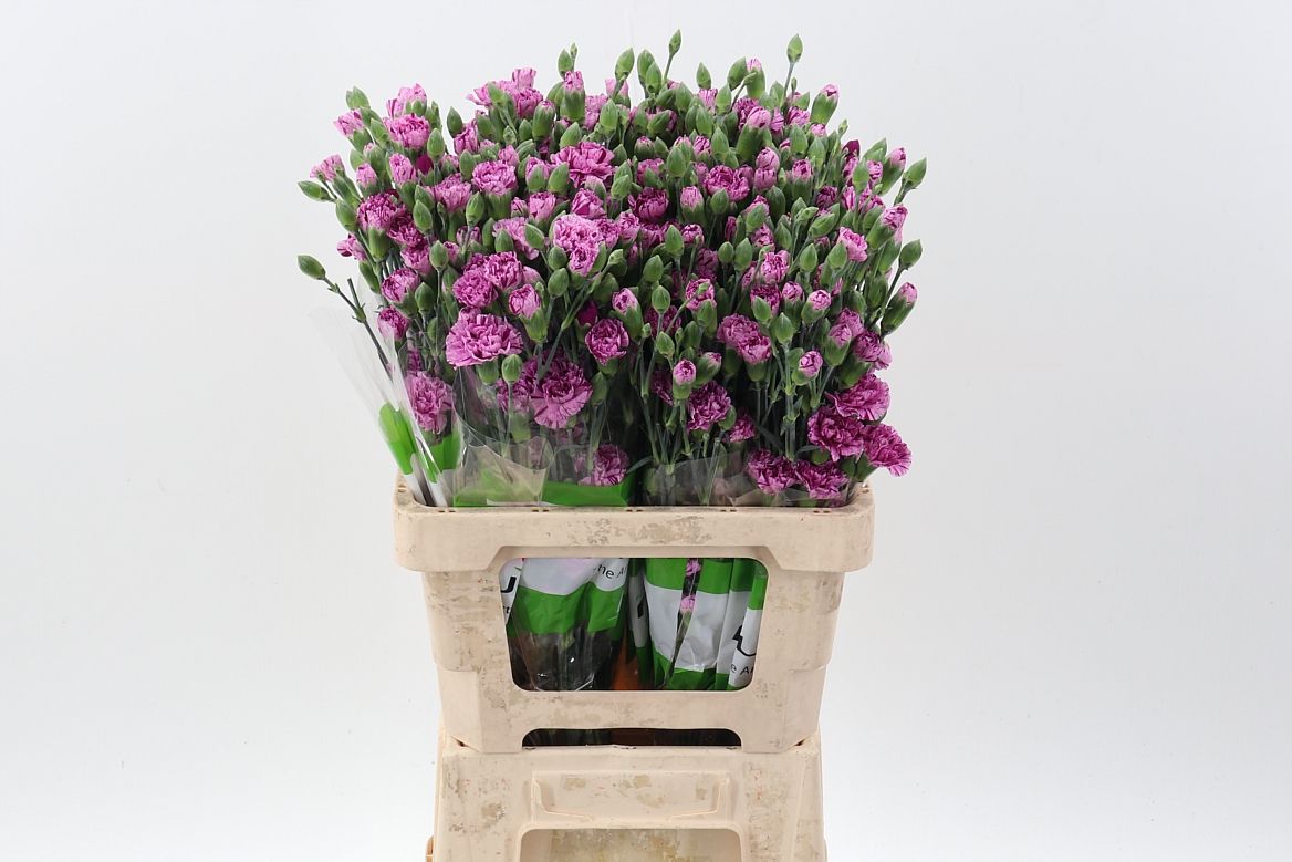 Срезанные цветы оптом Dianthus sp lollipop violet от 100шт из Голландии с доставкой по России