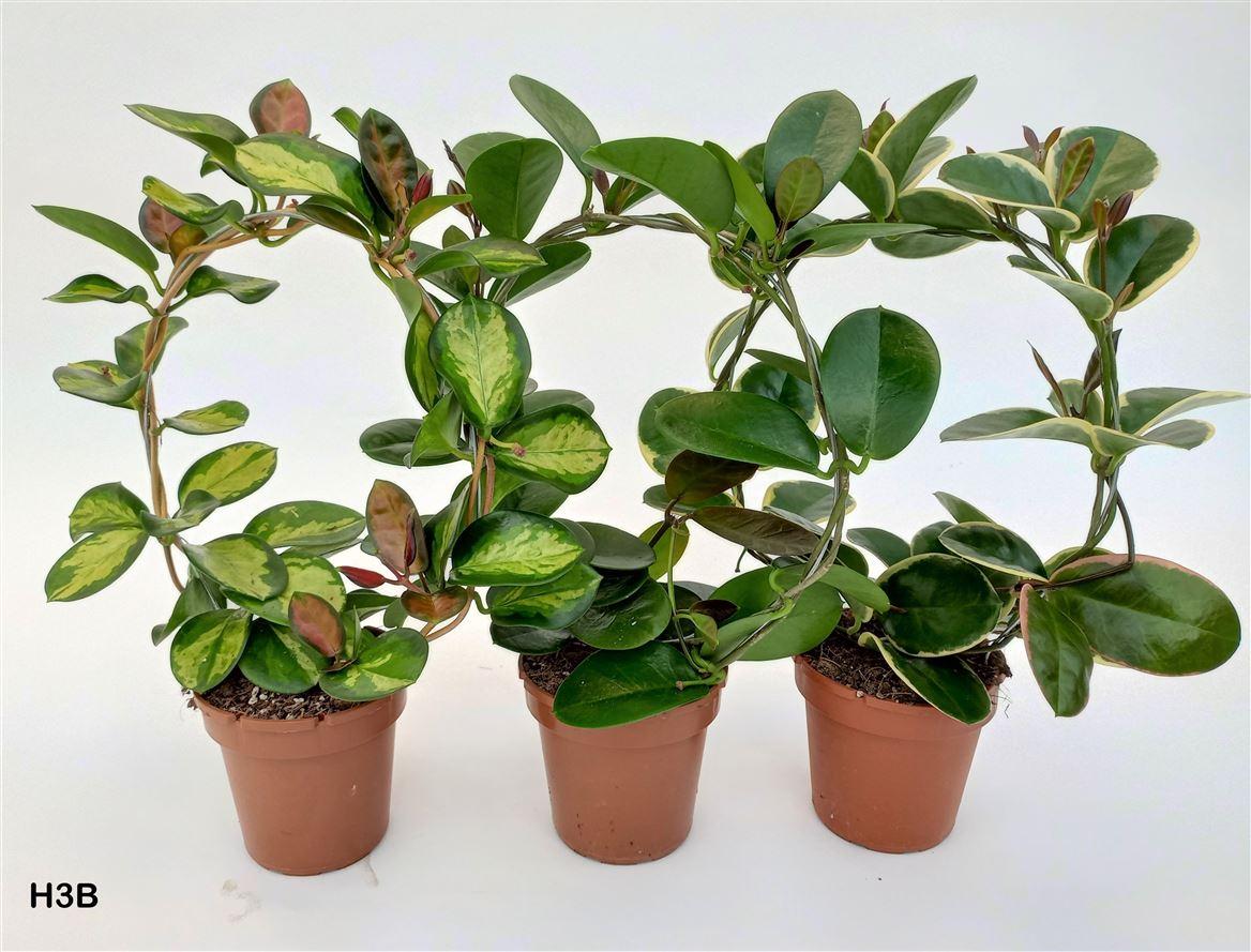 Горшечные цветы и растения оптом Hoya Arch Mix от 6шт из Голландии с доставкой по России