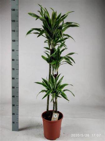 Горшечные цветы и растения оптом Dra De Lemon Lime 90-60-30 Cm от 1шт из Голландии с доставкой по России
