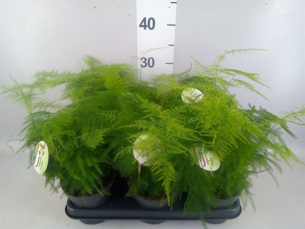 Горшечные цветы и растения оптом Asparagus Setaceus от 8шт из Голландии с доставкой по России