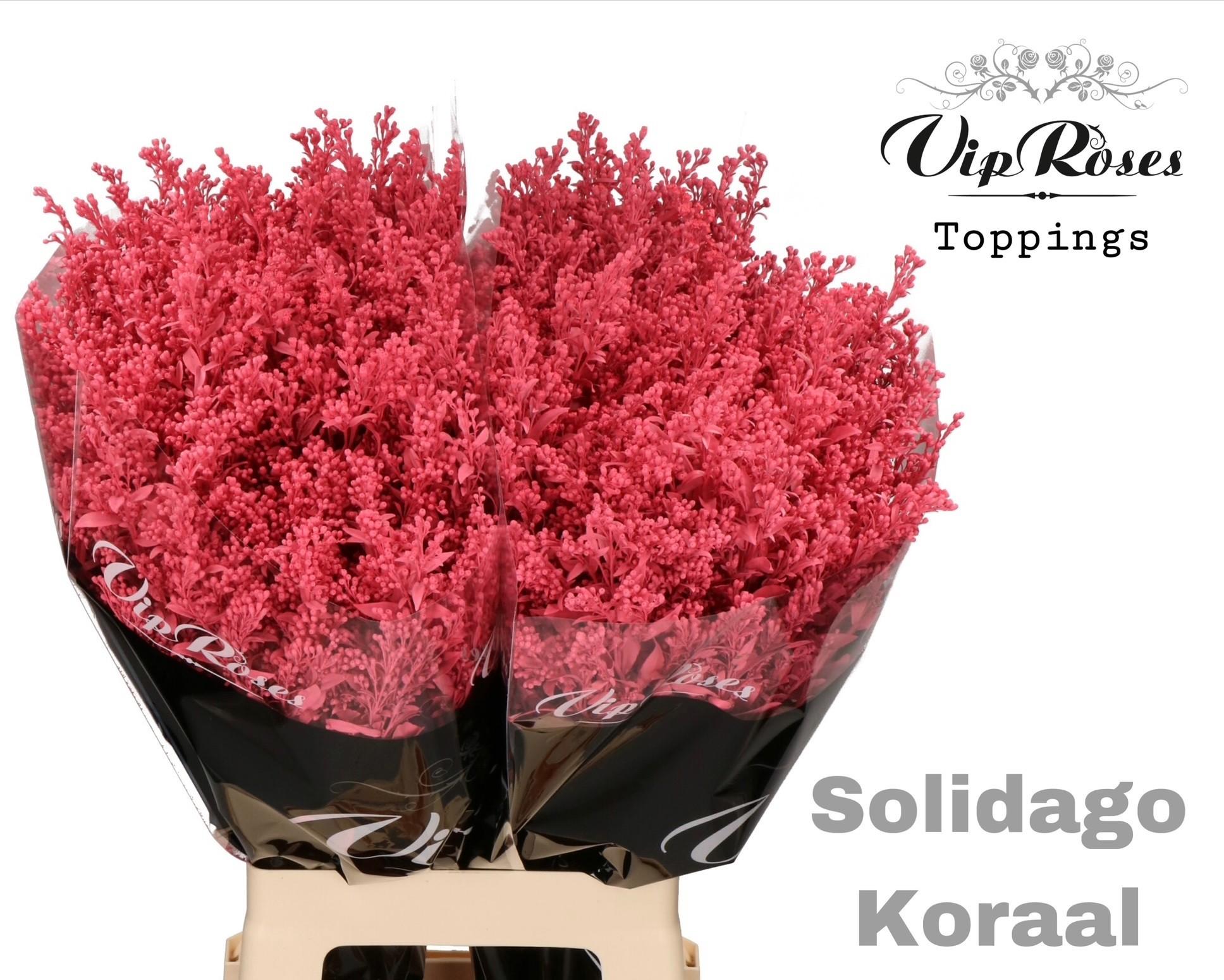 Срезанные цветы оптом Solidago paint coral от 50шт из Голландии с доставкой по России
