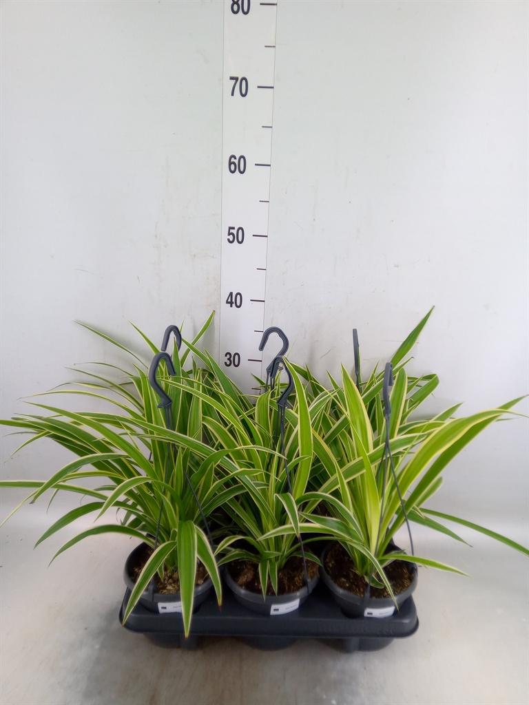 Горшечные цветы и растения оптом Chlorophytum Com. от 6шт из Голландии с доставкой по России